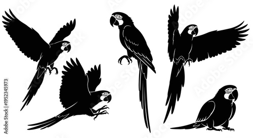 Set of Black Silhouettes of Macaw Parrots in Various Poses, Isolated on White Background