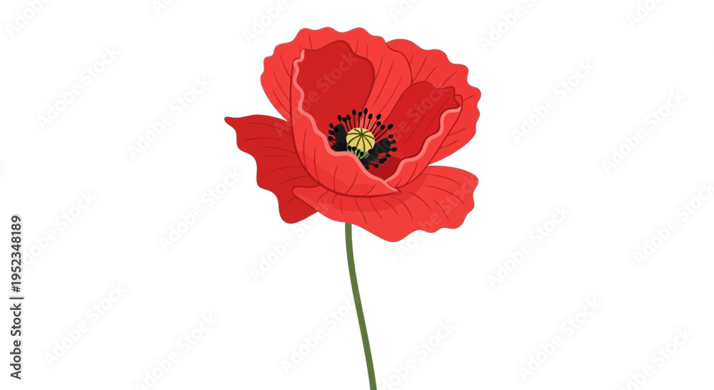 Obraz premium Vector red poppy flower illustration