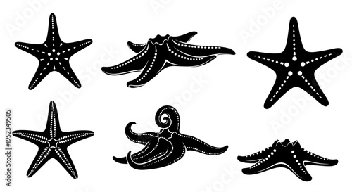 Set of Black Starfish Silhouettes on White Background, Marine Life Icons