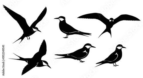 Set of Black Tern Silhouettes in Flight and Standing Poses
