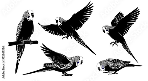 Set of Budgerigar Parrots in Various Poses: Perching, Flying, and Standing - Black and White Illustration