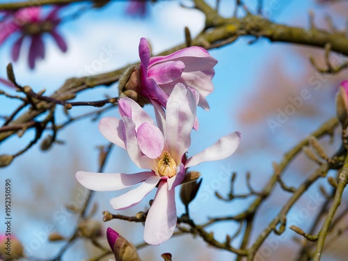 Quadro su tela Tiges nues du Magnolia de Loebner 'Leonard Messel'  (Magnolia × loebneri)