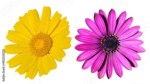 Photo of a bright yellow Crown Daisy (Glebionis coronaria) and a magenta Cape Marguerite (Dimorphotheca ecklonis), isolated on white background.