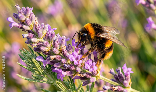 Foto bee on a flower