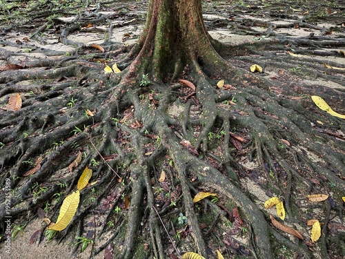 Φωτογραφία Intricate buttress root system of a massive old-growth tree