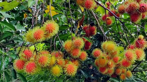 A bunch of fresh, ripe rambutans hanging on a tree branch, ready to be harvested 