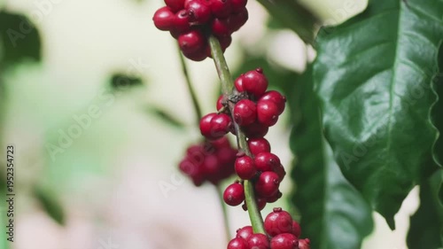 Close-up shot of coffee beans and vibrant green leaves on a branch