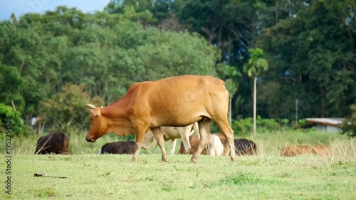 A cow grazing in a field with green grass and trees in the background