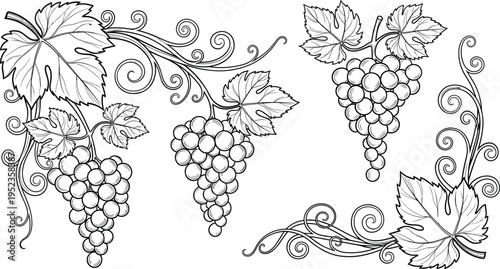 Collection of hand drawn grape vine clusters with elegant curly tendrils, lush leaves, and ripe fruit bunches in a classic black and white engraving style for winery labels.