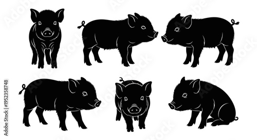 Set of Black Pig Silhouettes on White Background - Various Poses