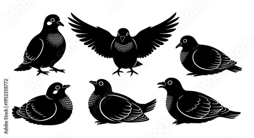 Set of black pigeons in different poses, graphic illustration