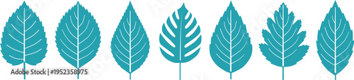  A row of seven teal-colored leaves with varying shapes and vein patterns on a white background victor illustration