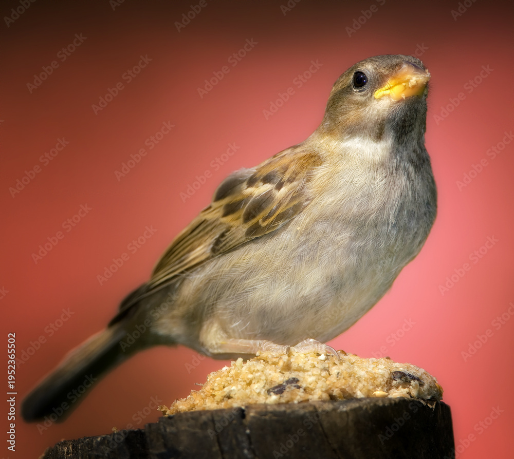 Fototapeta premium Bird, sparrow and feeding on tree stump in nature for space, wildlife and seeds for meal. Avian animal, forage and diet in hungry, eating and break for organic food or nutrition for autumn with grain