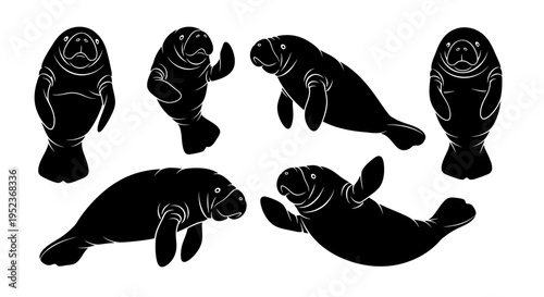Set of Black Silhouette Illustrations of Manatees in Various Poses on White Background