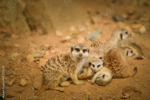 Photography Family group of meerkats sitting and resting together on sandy ground