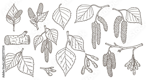 Detailed botanical illustration of birch leaves catkins and branches