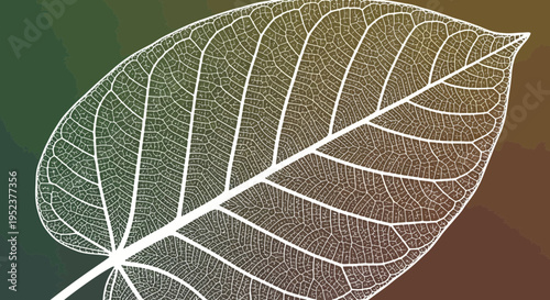 Delicate leaf skeleton vector illustration on a gradient background