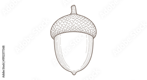 Detailed illustration of a single acorn against a white background