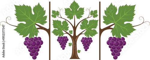 Grapevine illustration with green leaves and purple grapes, vector vineyard design, nature agriculture concept, wine plant artwork isolated on white