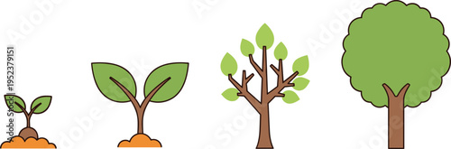Tree growth stages vector illustration, plant development sequence, seedling to mature tree, nature lifecycle concept, environmental education graphic design