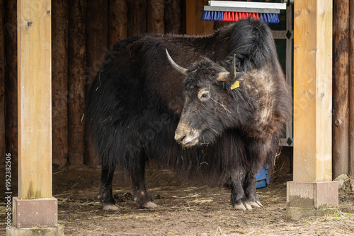 Obraz na plátně A Tibetan yak outdoors in an enclosure.