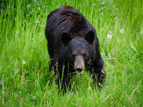 Foto A black bear wanders through a lush green meadow filled with wild grass and dand