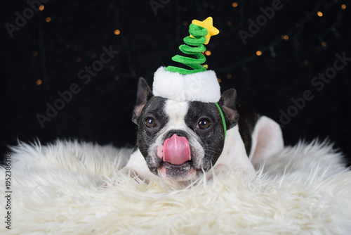 French bulldog wearing a Christmas tree headband lying on a fluffy rug, festive studio portrait with holiday lights.	