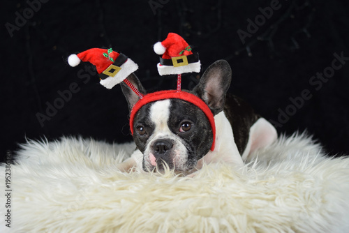 French Bulldog wearing Christmas reindeer antlers lying on white fluffy blanket next to wrapped gift box in studio with dark background and decorative lights. Holiday pet portrait.	
