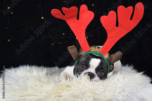 French Bulldog wearing Christmas reindeer antlers lying on white fluffy blanket next to wrapped gift box in studio with dark background and decorative lights. Holiday pet portrait.	
