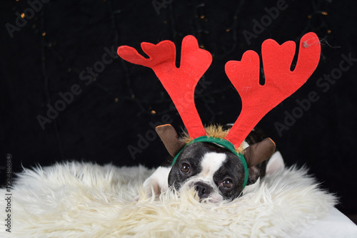 French Bulldog wearing Christmas reindeer antlers lying on white fluffy blanket next to wrapped gift box in studio with dark background and decorative lights. Holiday pet portrait.	
