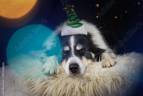 Border collie resting on fluffy rug wearing Christmas tree headband, festive holiday portrait	
