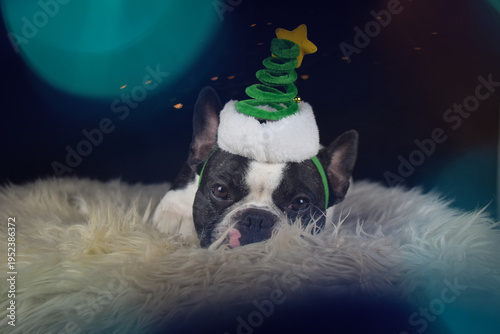 French bulldog wearing a Christmas tree headband lying on a fluffy rug, festive studio portrait with holiday lights.	
