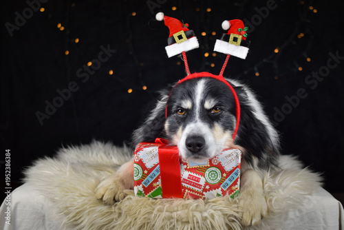 Border collie wearing Santa hat headband holding Christmas gift box on fluffy rug, studio holiday portrait.