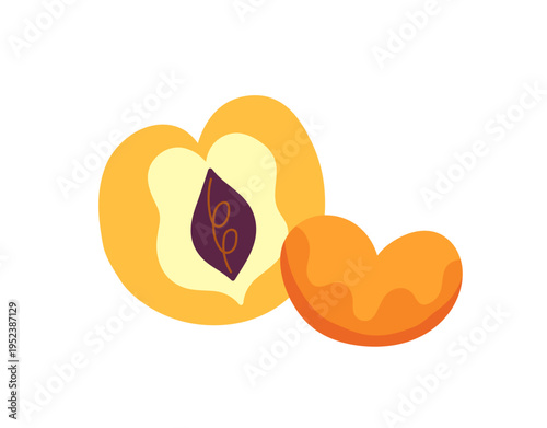 Half of apricot and tangerine slice. Part of fresh ripe nectarine. Piece of peach with stone. Tropical fruit for healthy eating. Natural and organic food. Flat isolated vector illustration on white