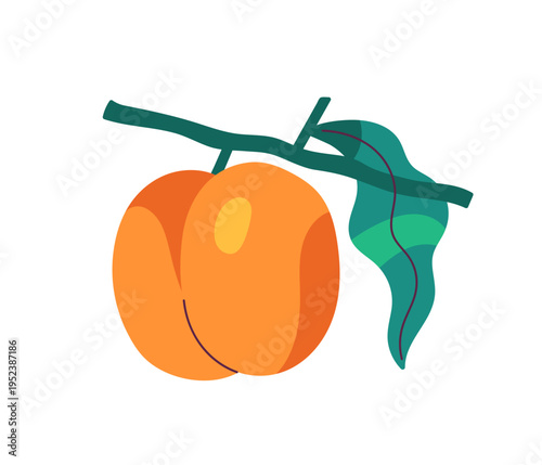 Juicy apricot is growing on branch. Ripe nectarine on twig with green leaf. Organic peach is hanging on tree. Fresh natural food from garden. Flat isolated vector illustration on white background