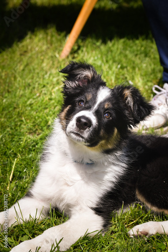 Small Border Collie puppy lying on green grass and looking into the distance. Adorable young dog relaxing outdoors.