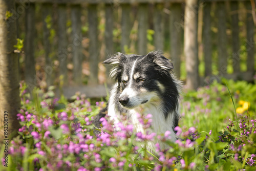 Border Collie standing in blooming purple wildflowers in a garden. Beautiful dog portrait in soft spring light.	