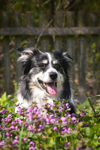 Border Collie standing in blooming purple wildflowers in a garden. Beautiful dog portrait in soft spring light.	
