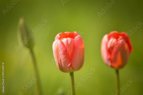 Close-up of a green flower bud with soft blurred background and red flower in bokeh. Minimalist macro nature detail captured in natural light.