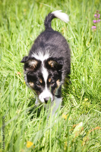 Playful Border Collie puppy running through tall grass and yellow flowers on a sunny day. Happy young dog enjoying freedom outdoors.	