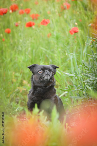 Black Pug sitting among green grass and red poppy flowers, looking curiously upward. Cute small companion dog outdoors in colorful summer meadow with soft foreground blur.	