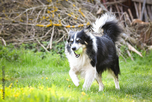 Black and white Border Collie running on green grass while carrying a tennis ball in mouth. Active herding dog playing outdoors in sunny garden with motion and energy.	