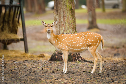 Spotted deer standing in forest clearing with soft blurred background. Elegant wild animal looking directly at camera in natural environment.