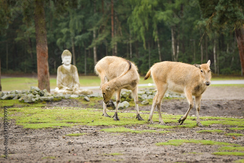 Two deer grazing and walking in natural enclosure with forest background and statue in distance. Peaceful wildlife scene with soft green tones.