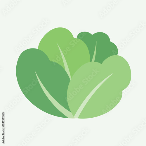 Green leafy vegetable illustration graphic.