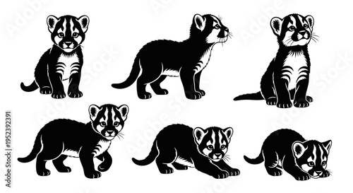 Set of Cute Baby Puma Illustrations in Black and White