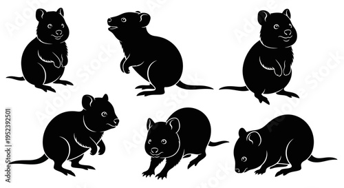 Set of Black Silhouettes of Quokkas in Various Poses on White Background
