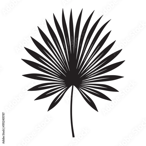 Tropical palm leaf silhouette isolated on transparent background exotic foliage element for summer design jungle flora botanical illustration