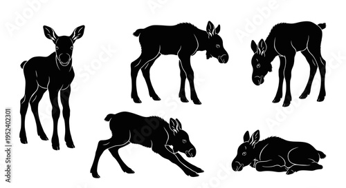 Set of Moose Calf Silhouettes in Various Poses - Standing, Walking, Running, Resting