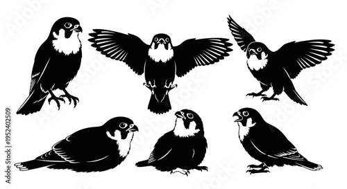 Set of Falcon Silhouettes: Flying, Perched, and Standing Birds of Prey